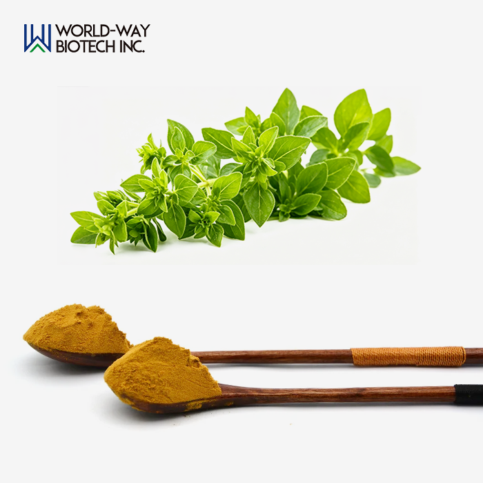 Oregano Extract Powder Oregano Extract Powder